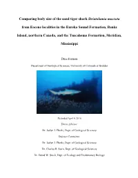 Comparing Body Size of the Sand Tiger Shark Striatolamia Macrota From