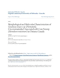 Morphological and Molecular Characterization of &lt;I&gt;Gracilacus