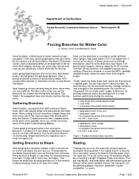 Forcing Branches for Winter Color B