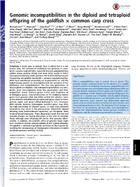 Genomic Incompatibilities in the Diploid and Tetraploid Offspring of the Goldfish × Common Carp Cross
