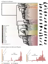 A) Mitogenomic Phylogeny B) Patristic Distances for COX1 and CYTB