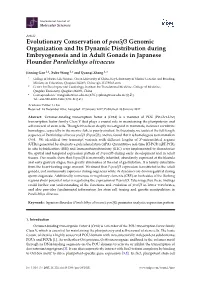 Evolutionary Conservation of Pou5f3 Genomic Organization and Its