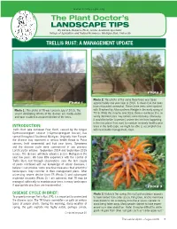 Pear Tree Trellis Rust.Pdf