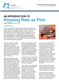 Keeping Rats As Pets