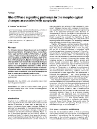Rho Gtpase Signalling Pathways in the Morphological Changes Associated with Apoptosis