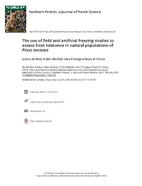 The Use of Field and Artificial Freezing Studies to Assess Frost Tolerance in Natural Populations of Pinus Oocarpa