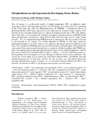 Phosphodiesterase 6Β Expression in Developing Mouse Retina