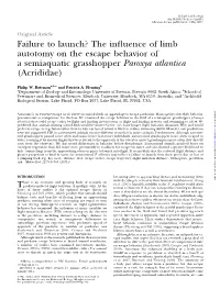 Failure to Launch? the Influence of Limb Autotomy on the Escape Behavior of a Semiaquatic Grasshopper Paroxya Atlantica