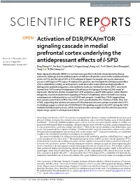 Activation of D1R/PKA/Mtor Signaling Cascade in Medial
