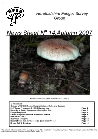 News Sheet N 14:Autumn 2007