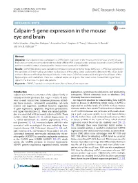 Calpain-5 Gene Expression in the Mouse Eye and Brain