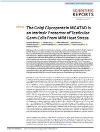 The Golgi Glycoprotein MGAT4D Is an Intrinsic Protector of Testicular