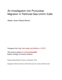 An Investigation Into Pronuclear Migration in Fertilized Sea Urchin Cells