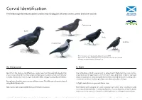 Corvid Identification Leaflet