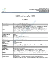 Rabbit Anti-Phospho-DOK1-SL5290R-FITC