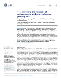 Reconstructing the Functions of Endosymbiotic Mollicutes in Fungus