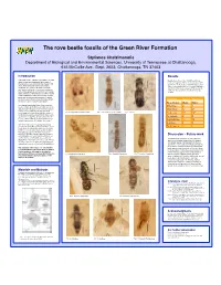 The Rove Beetle Fossils of the Green River Formation