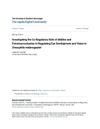 Investigating the Co-Regulatory Role of Midline and Extramacrochaetae in Regulating Eye Development and Vision in Drosophila Melanogaster