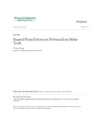 Enamel Prism Patterns in Proboscidean Molar Teeth F