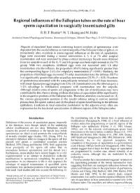 Sperm Capacitation in Surgicallyinseminated Gilts