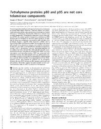 Tetrahymena Proteins P80 and P95 Are Not Core Telomerase Components
