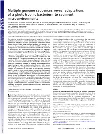 Multiple Genome Sequences Reveal Adaptations of a Phototrophic Bacterium to Sediment Microenvironments