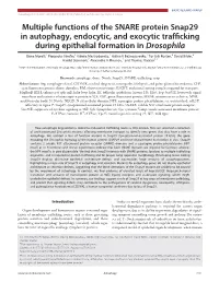 Multiple Functions of the SNARE Protein Snap29 in Autophagy, Endocytic, and Exocytic Trafﬁcking During Epithelial Formation in Drosophila