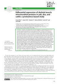 Differential Expression of Skeletal Muscle Mitochondrial Proteins in Yak, Dzo, and Cattle: a Proteomics-Based Study