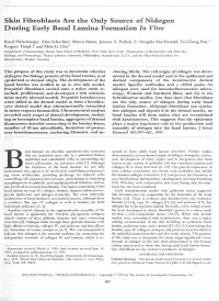 Skin Fibroblasts Are the Only Source of Nidogen During Early Basal Lamina Formation in Vitro