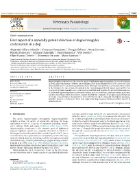 First Report of a Naturally Patent Infection of Angiostrongylus
