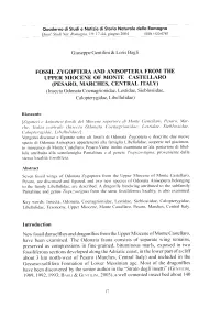 Giuseppe Gentilini & Loris Bagli FOSSIL ZYGOPTERA AND