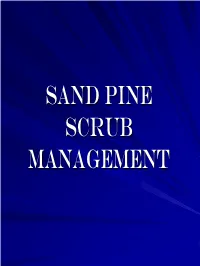 Sand Pine Scrub Management