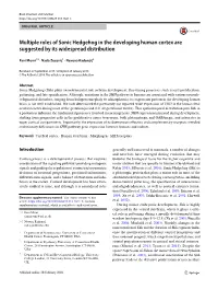 Multiple Roles of Sonic Hedgehog in the Developing Human Cortex Are Suggested by Its Widespread Distribution