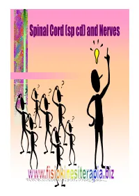 Spinal Cord (Sp Cd) and Nerves NERVOUS SYSTEM Functions of Nervous System