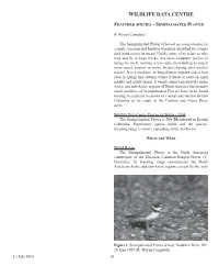 Semipalmated Plover
