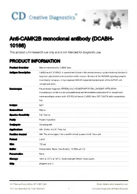 Anti-CAMK2B Monoclonal Antibody (DCABH- 10166) This Product Is for Research Use Only and Is Not Intended for Diagnostic Use