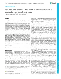 Activated Ezrin Controls MISP Levels to Ensure Correct Numa Polarization and Spindle Orientation Yvonne T