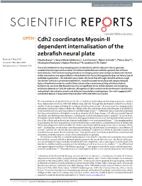 Cdh2 Coordinates Myosin-II Dependent Internalisation of the Zebrafish Neural Plate