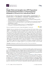 Single-Molecule Insights Into ATP-Dependent Conformational Dynamics of Nucleoprotein Filaments of Deinococcus Radiodurans Reca