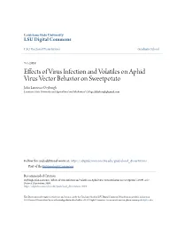Effects of Virus Infection and Volatiles on Aphid Virus Vector Behavior On