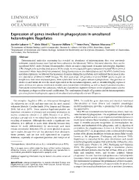 Expression of Genes Involved in Phagocytosis in Uncultured Heterotrophic ﬂagellates