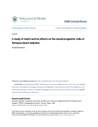 A Study of Matr3 and Its Effects on the Neural Progenitor Cells of Xenopus Laevis Tadpoles