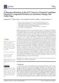 A Missense Mutation in the KLF7 Gene Is a Potential Candidate Variant for Congenital Deafness in Australian Stumpy Tail Cattle Dogs