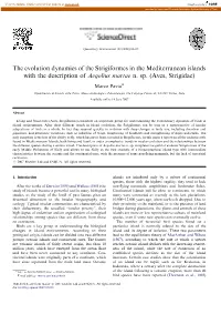 The Evolution Dynamics of the Strigiformes in the Mediterranean Islands with the Description of Aegolius Martae N. Sp