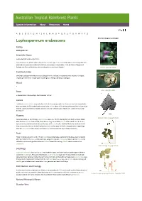 Lophospermum Erubescens Click on Images to Enlarge