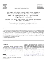 Morphology of Testicular and Post-Testicular Spermatozoa in Microstigmus Arlei Richards, 1972 and M