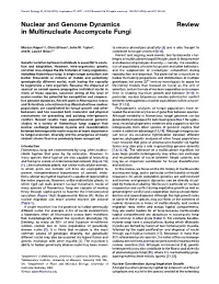 Nuclear and Genome Dynamics in Multinucleate Ascomycete Fungi