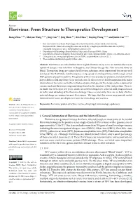 Flavivirus: from Structure to Therapeutics Development