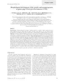 Morphological Development of the Testicles and Spermatogenesis in Guinea Pigs (Cavia Porcellus Linnaeus, 1758)