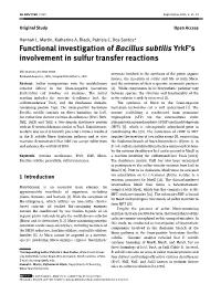 Functional Investigation of Bacillus Subtilis Yrkf's Involvement in Sulfur